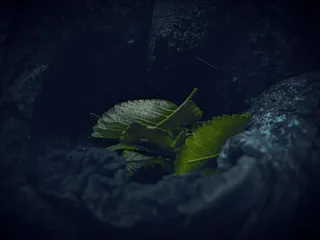 叶子，绿色，草药，自然，植物，新鲜，有机