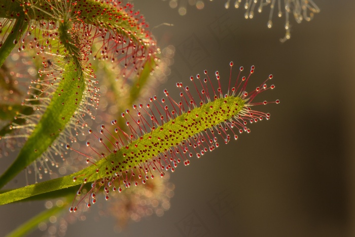 茅膏菜，Drosera，钓鱼日记，触手，食肉兽