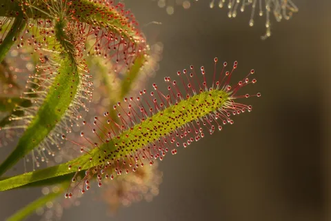 茅膏菜,Drosera,钓鱼日记,触手,食肉兽 茅膏菜,Drosera,钓鱼日记,触手,食肉兽