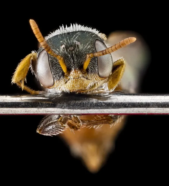 蜜蜂，特写，头，昆虫，Bug，Macrotera Latior，男性