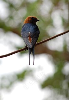 鸟飞，电线，飞，翅膀，羽毛，野生动物，鸟喙，拓荒