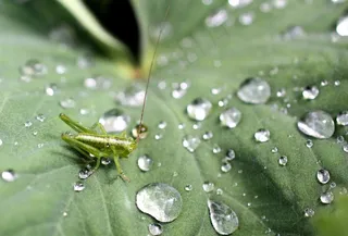 蚱hopper，叶子，绿色，自然，水