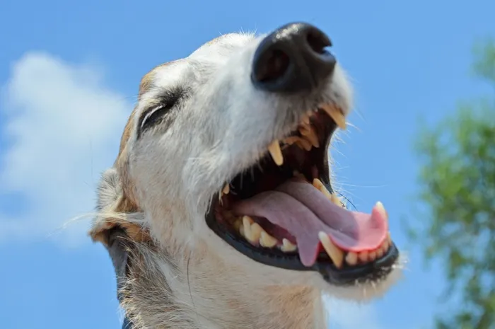 狗，动物，灵缇犬，西班牙灵缇犬，鼻子，牙