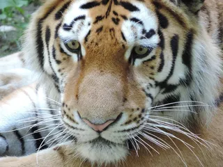 虎，猫，动物园，野猫，危险，关闭