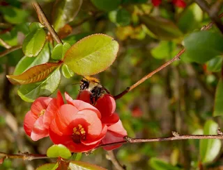群花，盛开，红色κόκκινοΖωολογία，花卉，赫梅尔，昆虫，关闭，飞