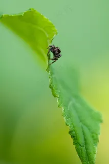 跳蛛,蜘蛛,昆虫,自然,植物,绿色 跳蛛,蜘蛛,昆虫,自然,植物,绿色