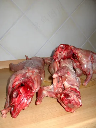 野兔，兔子，纳格，复活节，吃，复活节兔子，战斗