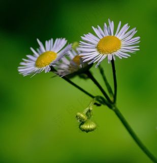 雏菊，花，白，黄色，绿色，性质，植物