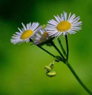 雏菊，花，白，黄色，绿色，性质，植物