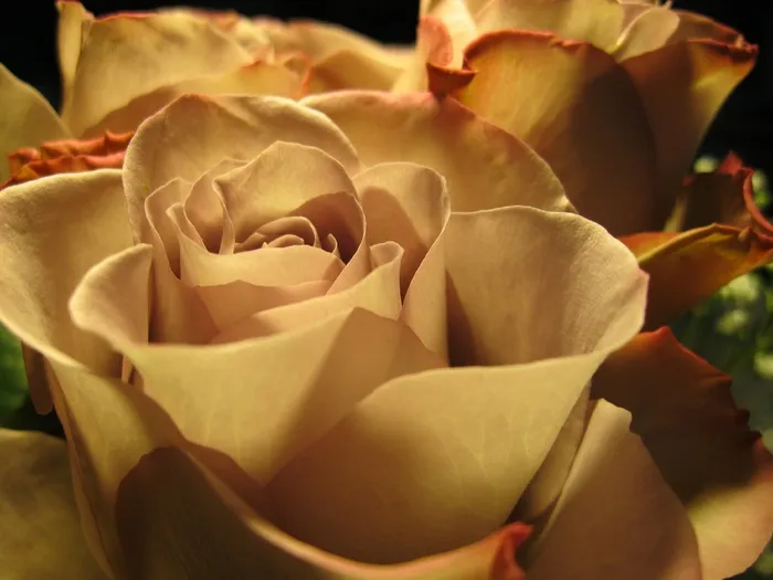 玫瑰，开花，关闭，花，浪漫