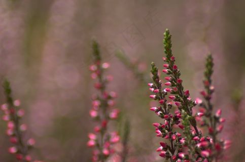 希瑟，紫，秋，粉红色，性质，宏，草地