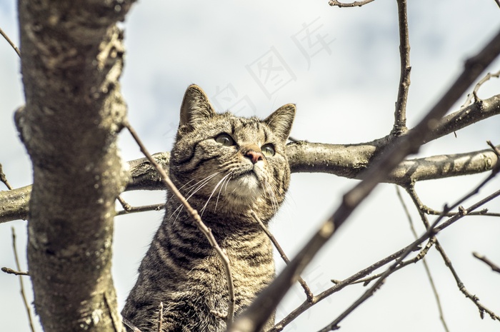 猫，骄傲，自然，鲭鱼，宠物，动物肖像