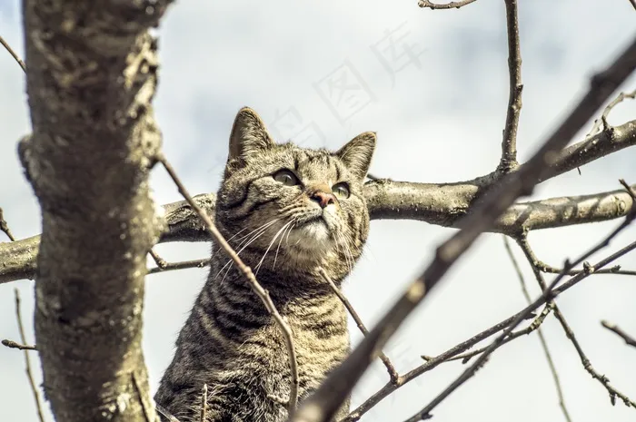 猫，骄傲，自然，鲭鱼，宠物，动物肖像