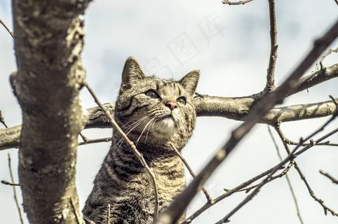 猫,骄傲,自然,鲭鱼,宠物,动物肖像 猫,骄傲,自然,鲭鱼,宠物,动物肖像