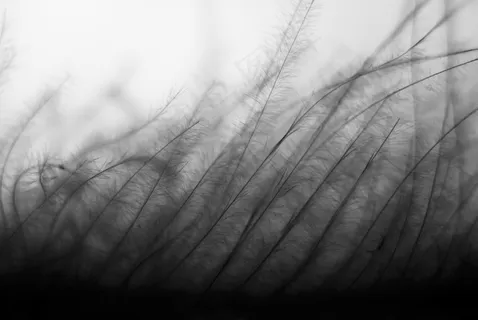 运动，草，单色，黑白，自然