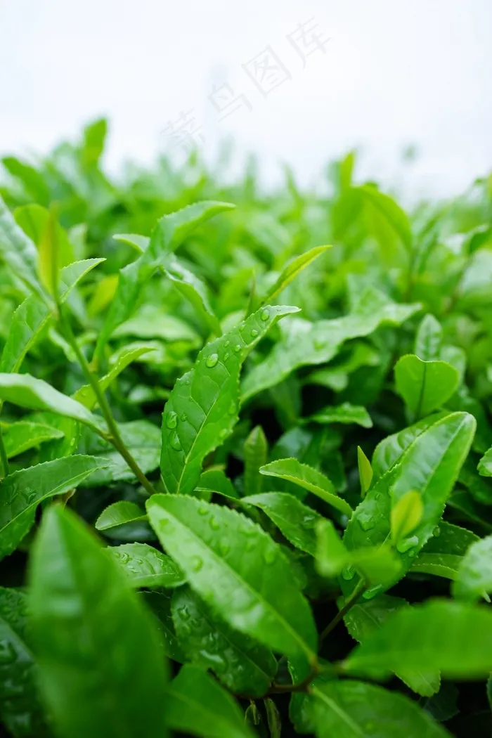 日本茶，佐山茶，日本抹茶绿茶