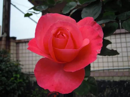 玫瑰，玫瑰，春天，*