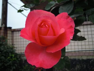 玫瑰，玫瑰，春天，*