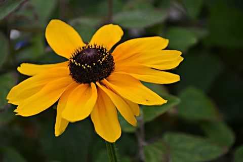 鲜花,植物区系,性质,植物,花园,植物学 鲜花,植物区系,性质,植物,花园,植物学