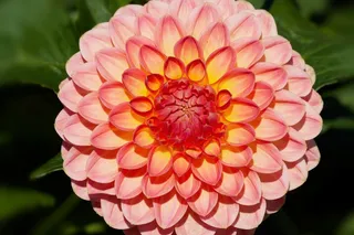 大丽花，大丽花，地热，植物，复合材料，橙色