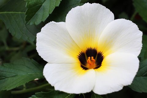 鲜花办公室，早晨花，绿色，植物，精神