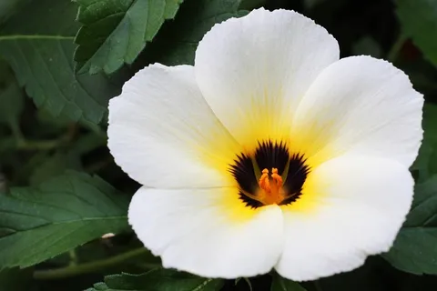 鲜花办公室,早晨花,绿色,植物,精神 鲜花办公室,早晨花,绿色,植物,精神