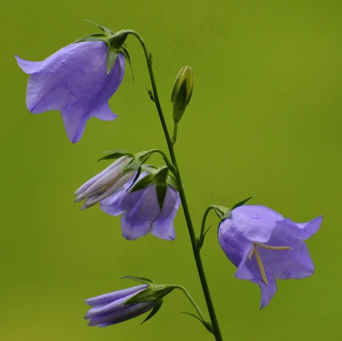 鲜花，钟声，紫色，开花，厂
