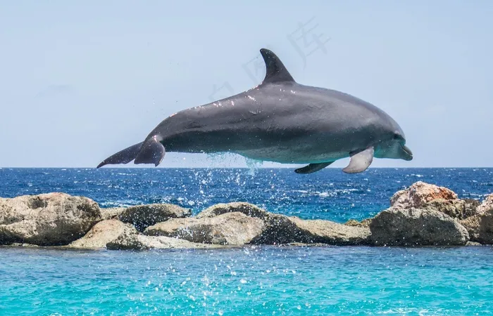 海豚，水族馆，跳跃，鱼，动物，海洋，水