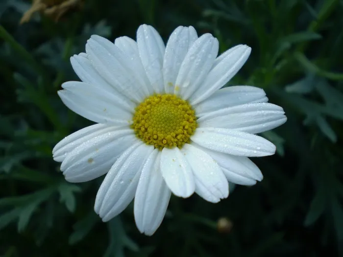 花，菊花，白色，植物，盛开，花瓣