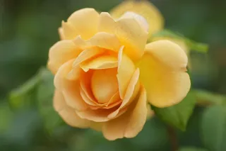 玫瑰，花，夏天，鲜花，黄色