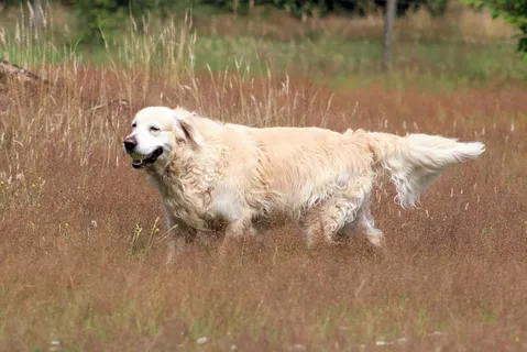 金毛寻回犬,狗,动物,宠物,乐趣 金毛寻回犬,狗,动物,宠物,乐趣