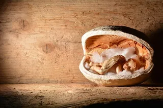 天使，坚果，核桃，睡眠，关注事项，木材，装饰