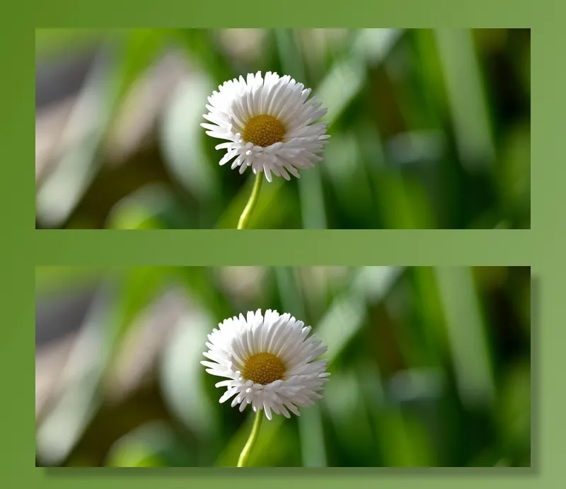 雏菊，指出花，花，白黄色，自然