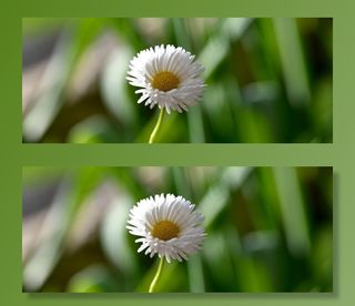 雏菊，指出花，花，白黄色，自然