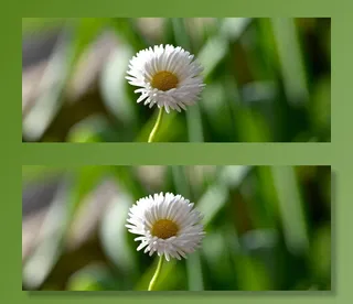 雏菊，指出花，花，白黄色，自然