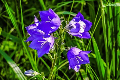 永远，花，Priroda