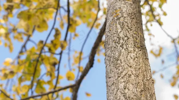 树，叶子，叶子，黄色，自然，季节，绿色