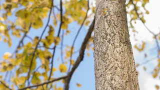 树，叶子，叶子，黄色，自然，季节，绿色