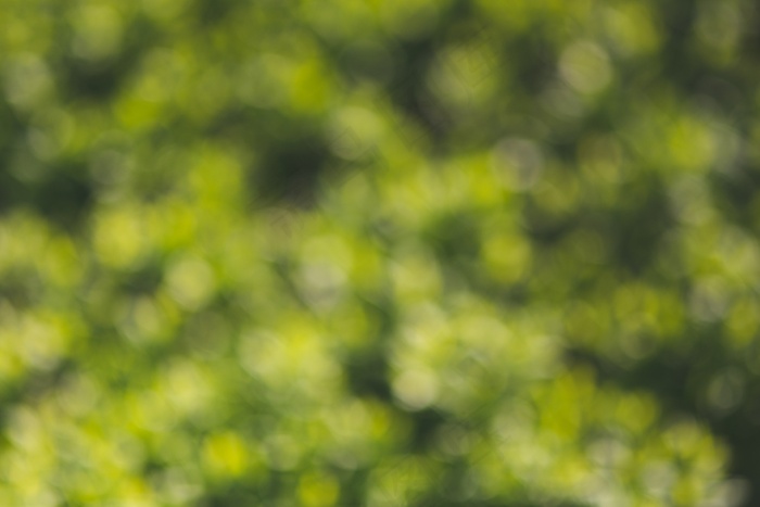 连翅,模糊图片,桔子,葡萄,油菜花,绿色散景