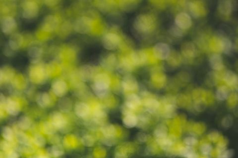 连翅,模糊图片,桔子,葡萄,油菜花,绿色散景