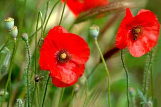 鸢尾，罂粟，大自然，前