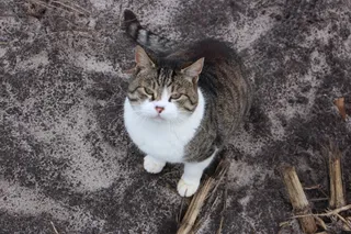 猫，动物，宠物