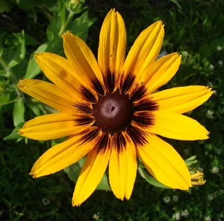 黄金菊，赫塔，花，盛开，黄色，自然