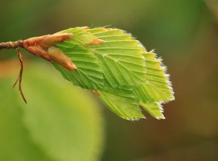 山毛榉木,山毛榉叶,山毛榉叶子,叶子,性质,树 山毛榉木,山毛榉叶,山毛榉叶子,叶子,性质,树