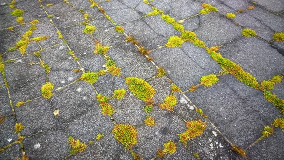 苔，石板，杂草，地面，纹理，背景