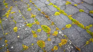 苔，石板，杂草，地面，纹理，背景