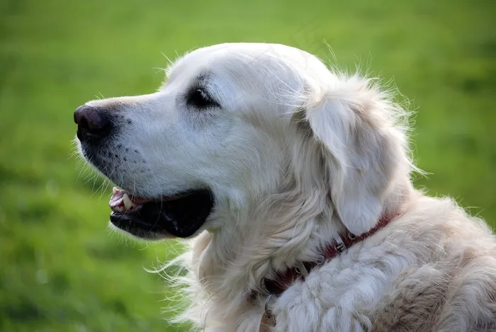 猎犬，犬，宠物，动物，白色，狗，毛皮