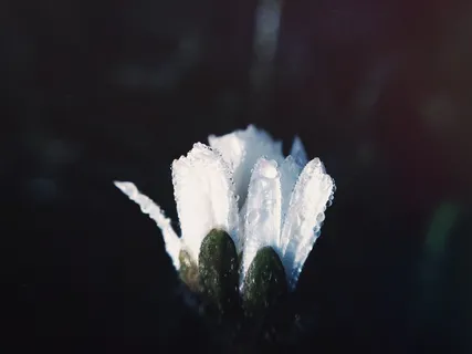 开花,花,开幕,湿,露水,雨,水滴 开花,花,开幕,湿,露水,雨,水滴