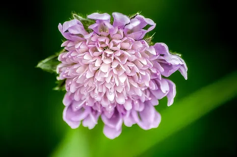 枕形花,花,Dipsacaceae,开花,盛开 枕形花,花,Dipsacaceae,开花,盛开