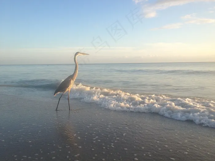 苍鹭，海滩，太阳和海，佛罗里达，鸟